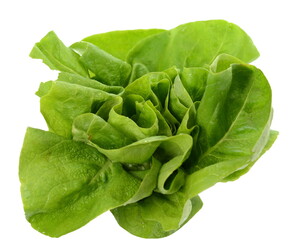 Poster - Green butter lettuce vegetable or salad on white surface. Fresh green salad isolated on white background. Food background with drops of water. Fresh butterhead salad. 