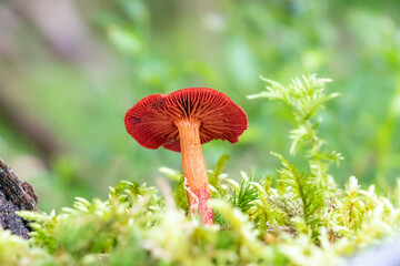 Cortinarius sanguineus (Bloodred webcap) growing in moss 