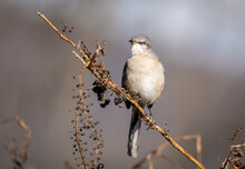 Closeup Of A Northern Mockingbird On A Branch In A Field Under The Sunlight With A Blurry Background