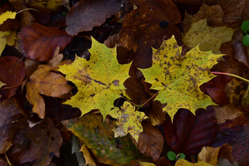 Poster - Selective focus shot of autumn leaves on the ground