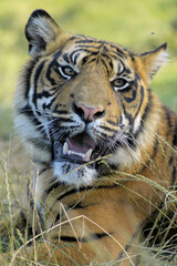 Poster - Portrait of a big strong tiger resting on the grass