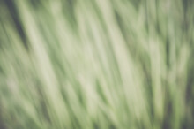 Closeup Shot Of Washed-out Green Color Tones Abstract Background With Copy Space
