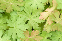 Closeup Shot Of Green Geranium Leaves