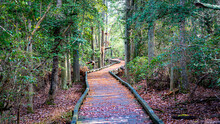 A Boardwalk Trail In The Woods.