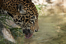 Jaguar Drinks