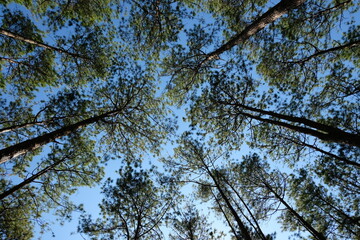 Canvas Print - branches against blue sky