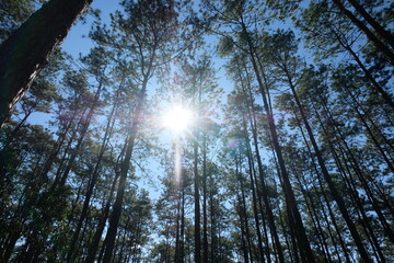 Wall Mural - sun shining through trees