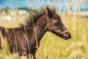 Poster - Young mini pony horse on a green meadow