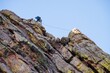 Person climbing up a tall multicolored rock face in Boulder Colorado. The climber is using climbing equipment to ascend one of the Flatirons