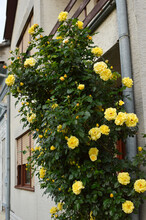 Bush Of Blooming Climbing Yellow Roses Against The House