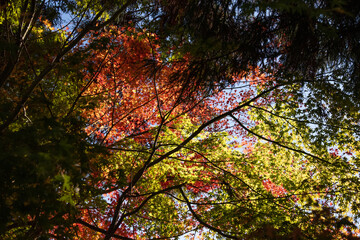 Canvas Print - 紅葉の景色