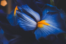 Beautiful Blue Iris Flower Close Up Macro Shot Shallow Dof.
