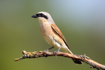 Wall Mural - The red-backed shrike (Lanius collurio), female sitting on the branch with green background. A male songbird with a curved beak sits on a twig.