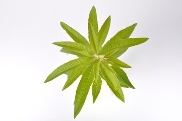 Lemon verbena on a white background