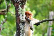 Photo Picture Of A Beautiful Monkey Nasach Nasalis Larvatus Against The Backdrop Of The Tropical Island Jungle.