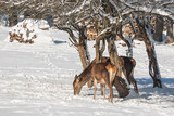 Fototapeta  - Red Deer In The Winter Forest