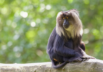 Sticker - Mesmerizing shot of chimpanzees on blurred background