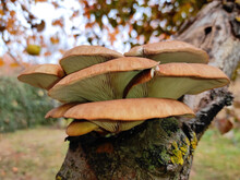 Closeup Of Oyster Mushrooms Grown On The Tree Trunk