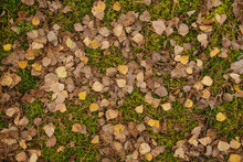 Dry Yellow And Brown Leaves Of Fall Trees Laying On Ground Outdoors. Abstract Natural Top View Flatlay Autumn Photo Background.