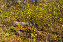 Old Wooden Bench In An Abandoned Park In Autumn