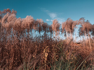 Pampas grass with tidewater green sky and clouds. Autumn landscape with dried reeds. Natural grass background, outdoor, beige colors, blue tone, fluffy texture