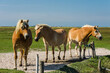 Braune Pferde auf einer Wiese, Hallig Hooge, Nordfriesland, Schleswig-Holstein, Deutschland