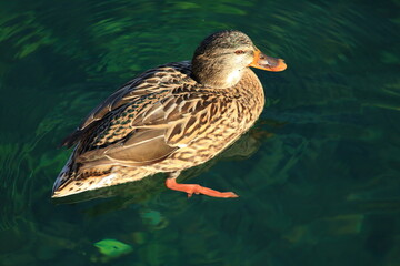 Wall Mural - Mallard duck female on the clear fresh water