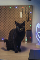 Poster - Closeup vertical portrait of a cute domestic green-eyed black cat sitting on a working table