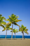 Fototapeta  - Palm trees of Etang-Sale beach on Reunion Island