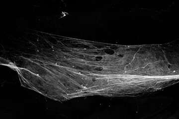 Wall Mural - spiderweb on a dark background
