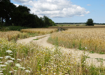 Poster - dirt road in the field