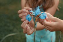 Close-up Girl Collects Blue Flowers. Light Blue Irises. Plant Care Concept.