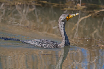 Wall Mural - Double-Crested Cormorant Surfaces in the Creek