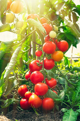 Ripe tomato plant growing in greenhouse. Fresh bunch of red natural tomatoes on a branch in organic vegetable garden. Blurry background and copy space for your advertising text message