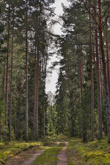  Old natural countryside road through large pine tree forest.