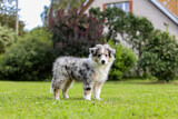 Fototapeta  - Small beautiful fluffy shetland sheepdog puppy standing on garden.