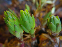 Closeup Shot Of A New Growing Succulent Plant Buds