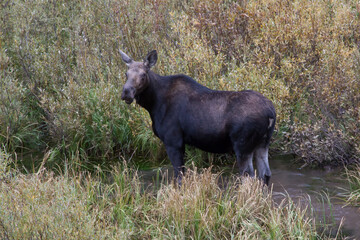 Moose eating in a pool of water