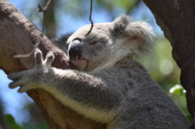 Small Koala Sleeping In A Eucalyptus Tree. Magnetic Island, Australia
