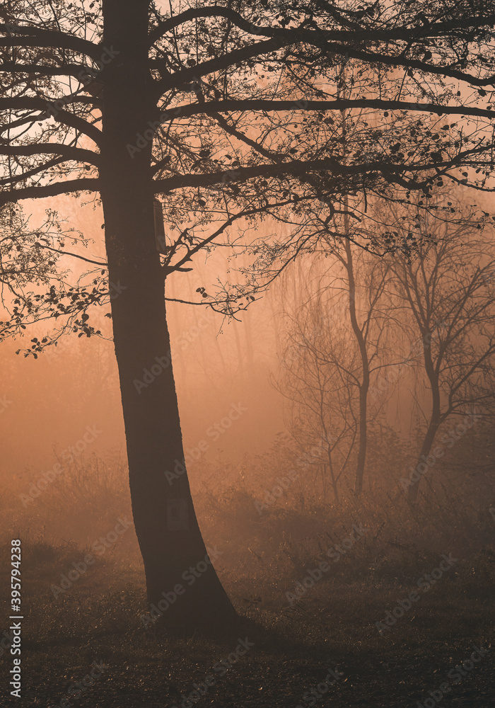 Jesienny, mglisty poranek - obrazy, fototapety, plakaty 