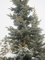 snow on the branches of Christmas trees and trees