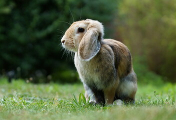 Wall Mural - dwarf ram rabbit in garden, sitting on green grass, cute bunny