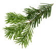 Branch of beautiful Nordmann Fir Christmas Tree. Green pine, spruce branch with needles. Isolated on white background. Close up top view.