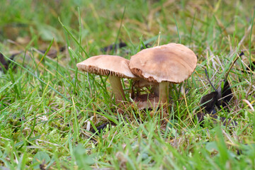 Canvas Print - Hydnangiaceae Mushroom 04