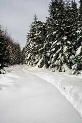 Hiking pathway in snowy forest