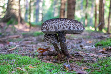 Strobilomyces Strobilaceus (old Man Of The Woods) Mushroom Growing In The Woods