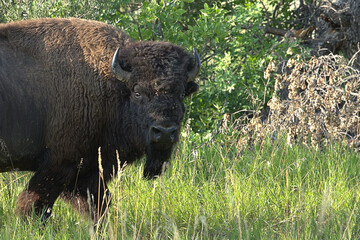 Wall Mural - American bison, bison bull portrait