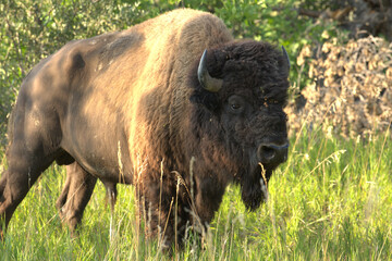 Wall Mural - American bison, bison bull portrait