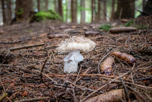Amanita Excelsa Var. Spissa (Grey Spotted Amanita) Mushroom Growing In The Woods
