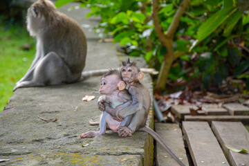 Poster - View of baby monkeys in the zoo